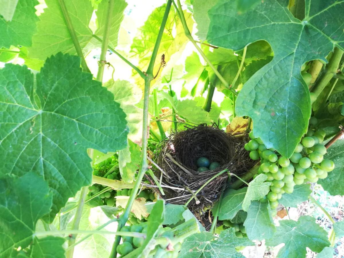Quinta Da Portelada 페소다레과 외부 사진