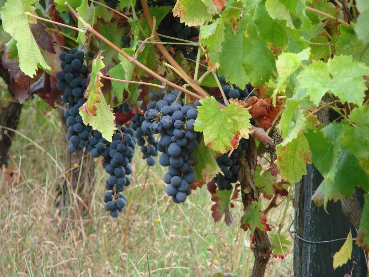 Quinta Da Portelada 페소다레과 외부 사진